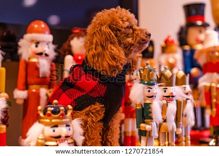 A picture of a cute brown toy poodle sitting next to a bunch of nutcrackers