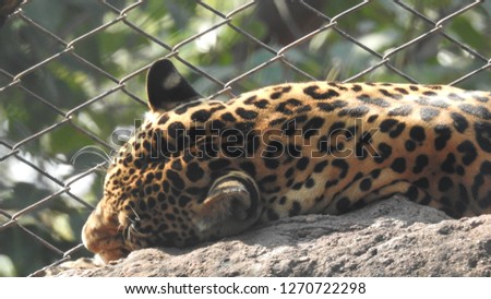 Cheetah (Acinonyx jubatus) walking. Botswana ,taking rest on a rock in zoo. Dark spotted with yellow spots cheetah resting.