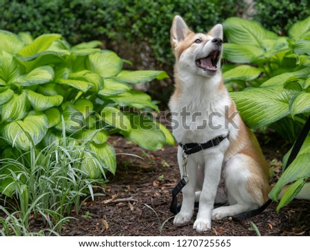 A picture of a Jindo/Corgi mix puppy sitting 