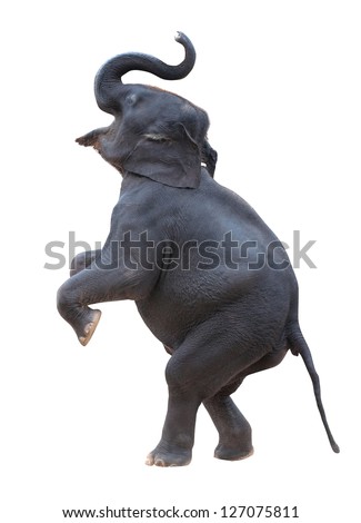 isolated elephant standing with white background