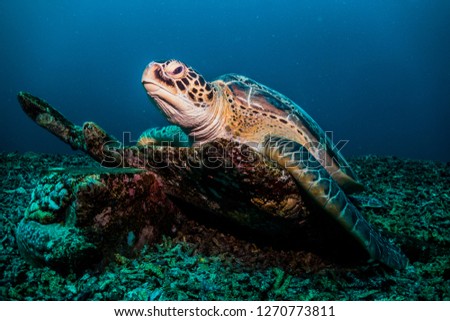 Close up wide angle shot of a green sea turtle relaxing on a piece of coral. Turtle is facing towards the top left of the frame against a plain  dark blue background