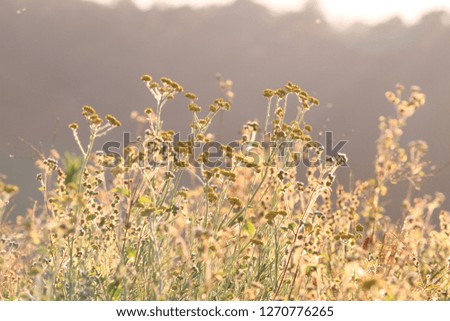 Background with weeds and magic of light at dawn in the autumn, colorful picture use for design advertising, printing and more
