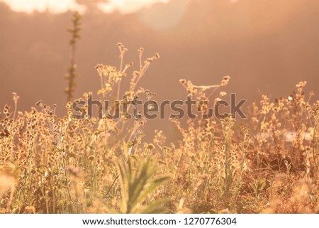 Background with weeds and magic of light at dawn in the autumn, colorful picture use for design advertising, printing and more