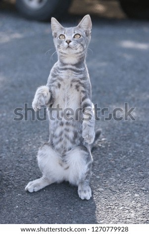 Grey tabby cat playing with a stick and standing on its hind legs (sitting up) 