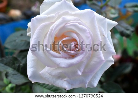 Background/texture; white rose blooms on a blurred background in the backyard.