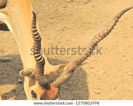 Illustration of silhouette of a deer with deciduous forest, Chital AKA cheetal and Spotted deer or axis deer. closeup deer with dig horns in sunlight a detailed view of the animal. and other deer's 