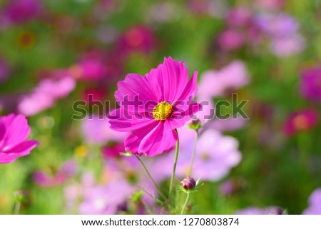 pink flower and white flower in the garden very cuties flower happy for you