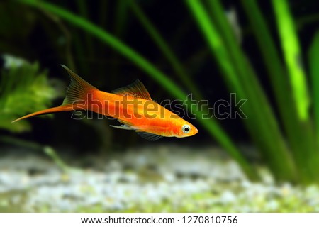 orange swordtail fish