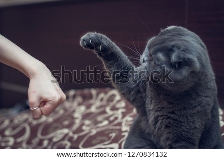 British Shorthair cat greets paw with a human hand.