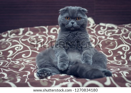 British Shorthair cat is sit on the bed.