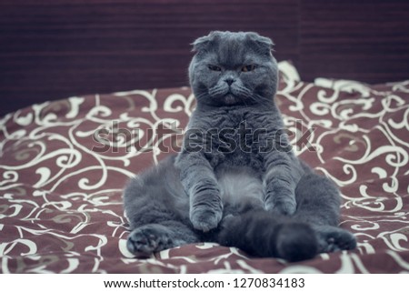 British Shorthair cat is sit on the bed.