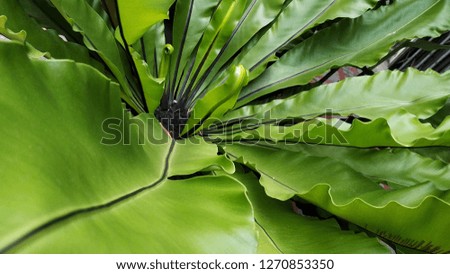 green leaf fern background natural