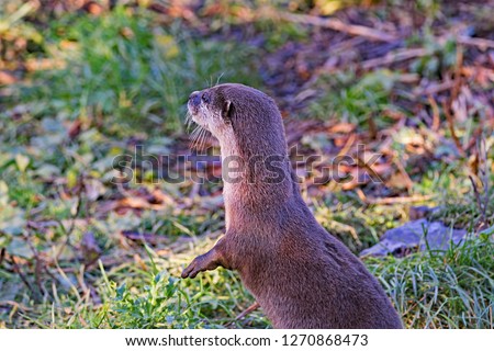 The lively and hard to capture Asian short clawed otter, is the smallest variety of otter in the world.