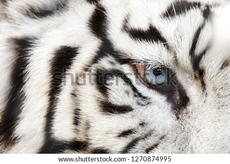 Bengal White Tiger Close Up (Panthera tigris tigris)