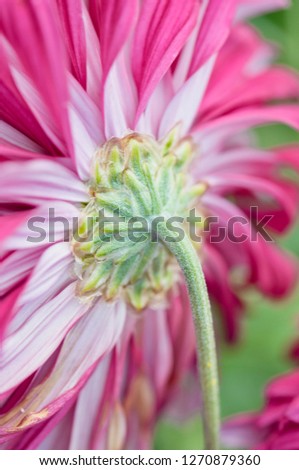 Beautiful pink with white chrysanthemum in black background. 