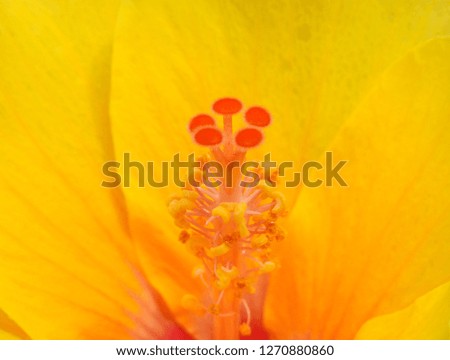 pollen of Chinese Rose ( Hibiscus rosa sinensis )