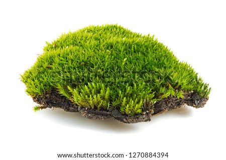 green moss is isolated on a white background. Green moss isolated on white background closeup, macro, full focus Royalty-Free Stock Photo #1270884394