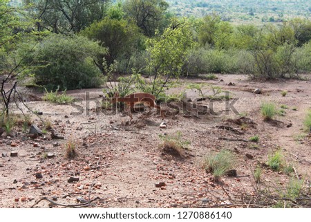 African landscape - dik-dik antelope walking in bush