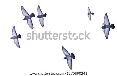 Dove in flight isolated on white background .