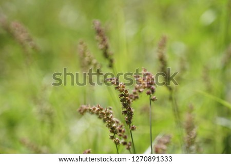 Burr Grass or Cenchrus echinatus, southern sandbur, Mossman River grass