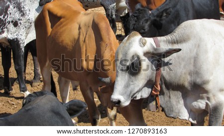 Several oxen of fattening in a corral in the northeast of Brazil very healthy and beautiful animals