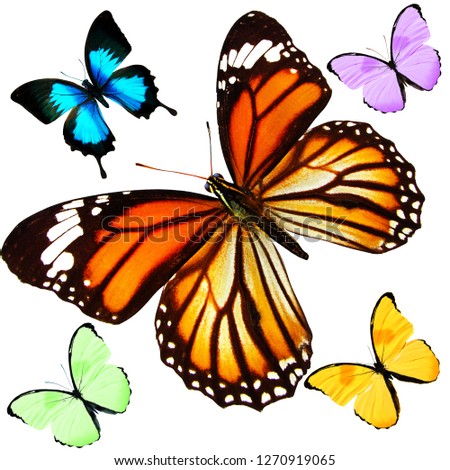 seamless pattern of beautiful colored butterflies isolated on white background