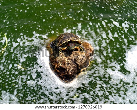 water pool in the Park with a turtle on a stone