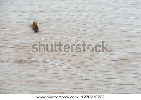 Dead fly isolated on a wooden background