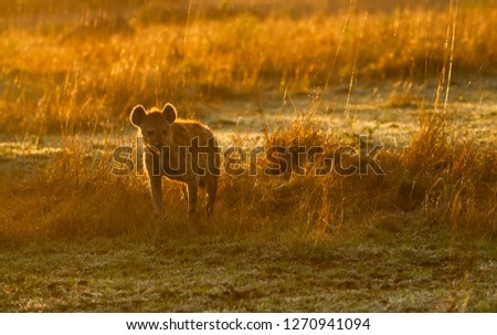 hyena in the early morning light at Masai Mara 