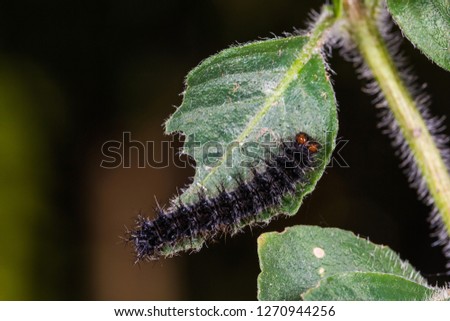 Close up of Grey Pansy (Junonia atlites) caterpillar on its host plant