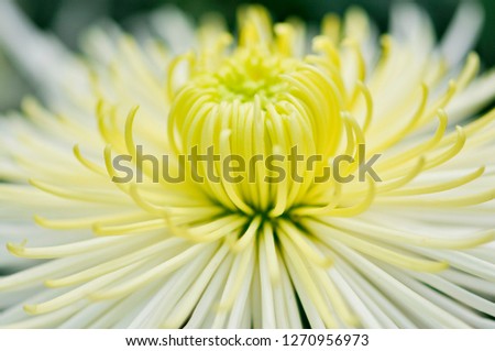 Beautiful close up with white-yellow chrysanthemum for natural textured background or wallpaper design.