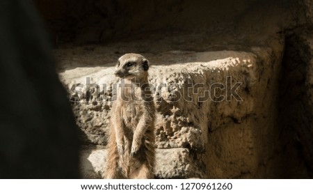 Family of meerkats 