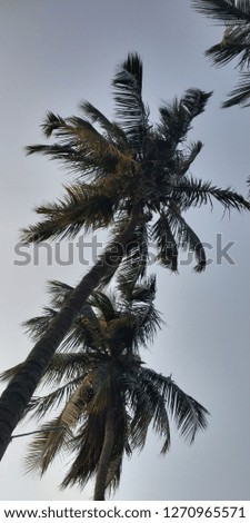 Palm Tree Sky Wallpaper