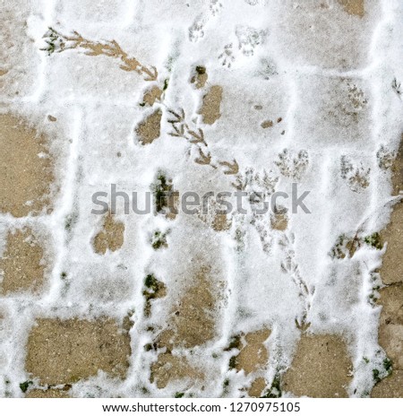 Bird foot prints on white snow with brown brick showing. Shot from above