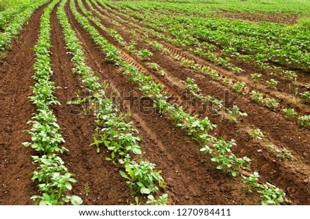 View of a potato crop from farmers field. Focus on foreground.