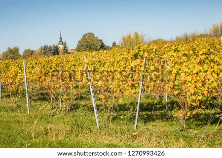 wine growing in saxony, germany