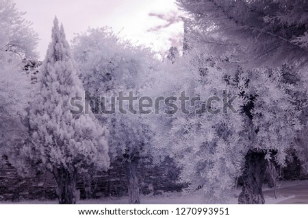 snowy frozen pine tree 720nm infrared photo