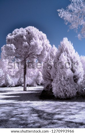 frozen snowy pine tree 720nm infrared photo