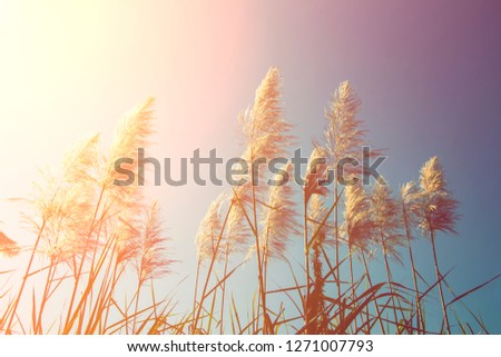 soft focus of beautiful tropical grass flower in nature - Image  nature background with vintage color style and space for text or image