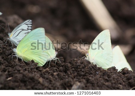 Butterfly , gathered on the ground