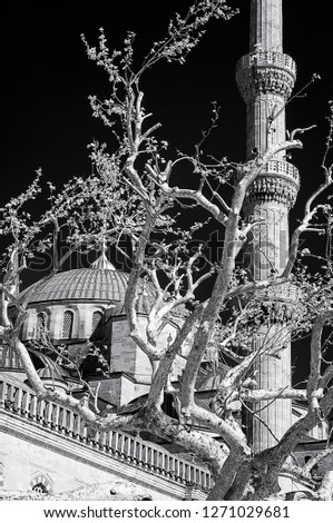 sultan ahmet mosque minaret with branches 720nm infrared photo