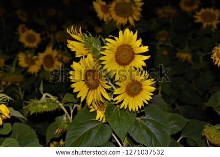 blooming sunflowers on dark background