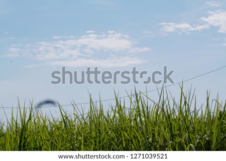 green grass under the sky and clouds in summer