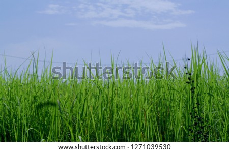 green grass under the sky and clouds in summer