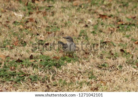 A mocking bird standing in some grass