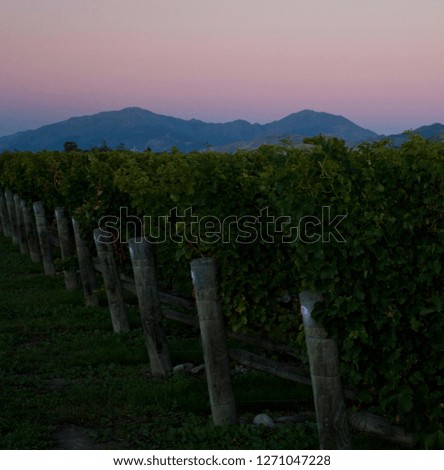 A vineyard and mountains in the background in Marlborough in New Zealand in the evening