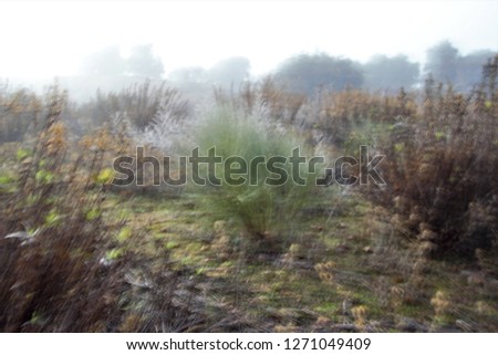 Tribute to Ernst Hass, Tribute to Monet, impressionist photograph of the photographic sweeps of herbs and trees in the fog, at low shutter speed to give a mysterious atmosphere,   toledo, spain