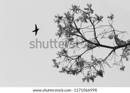 Silhouette of white-necked jacobin hovering next to flower, bird in flight, caribean tropical forest,Trinidad and Tobago, natural habitat,hummingbird sucking nectar, black and white photo