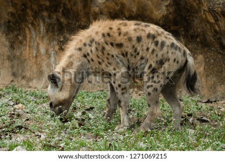 Behavior of spotted hyena