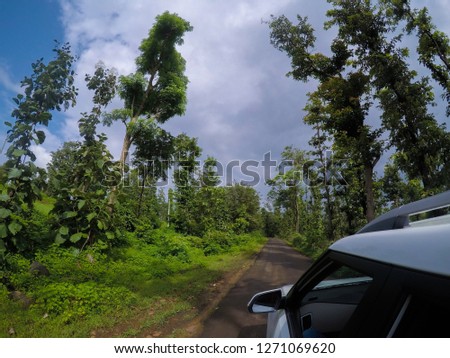 Long And Beautiful Trees In Forest And Pre Monsoon Clouds